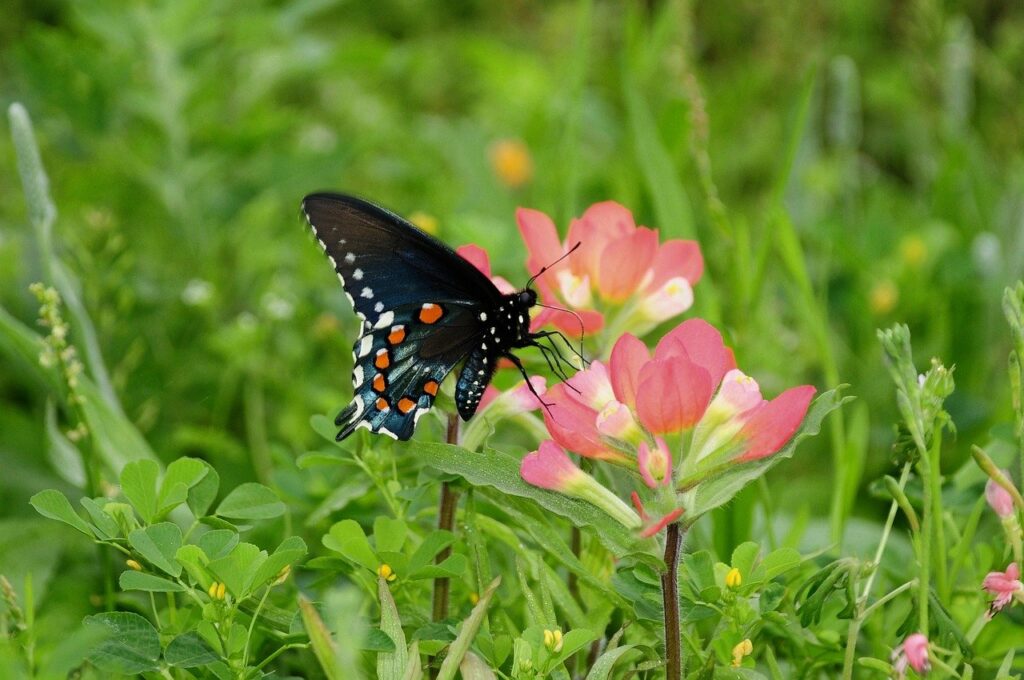butterfly, nature, insect, bloom, wings, pollination-9872863.jpg